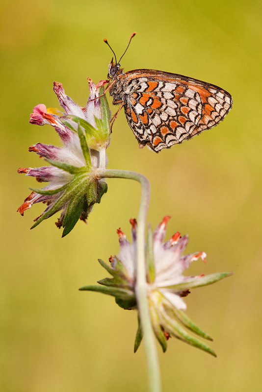 pronto per nuovi consigli