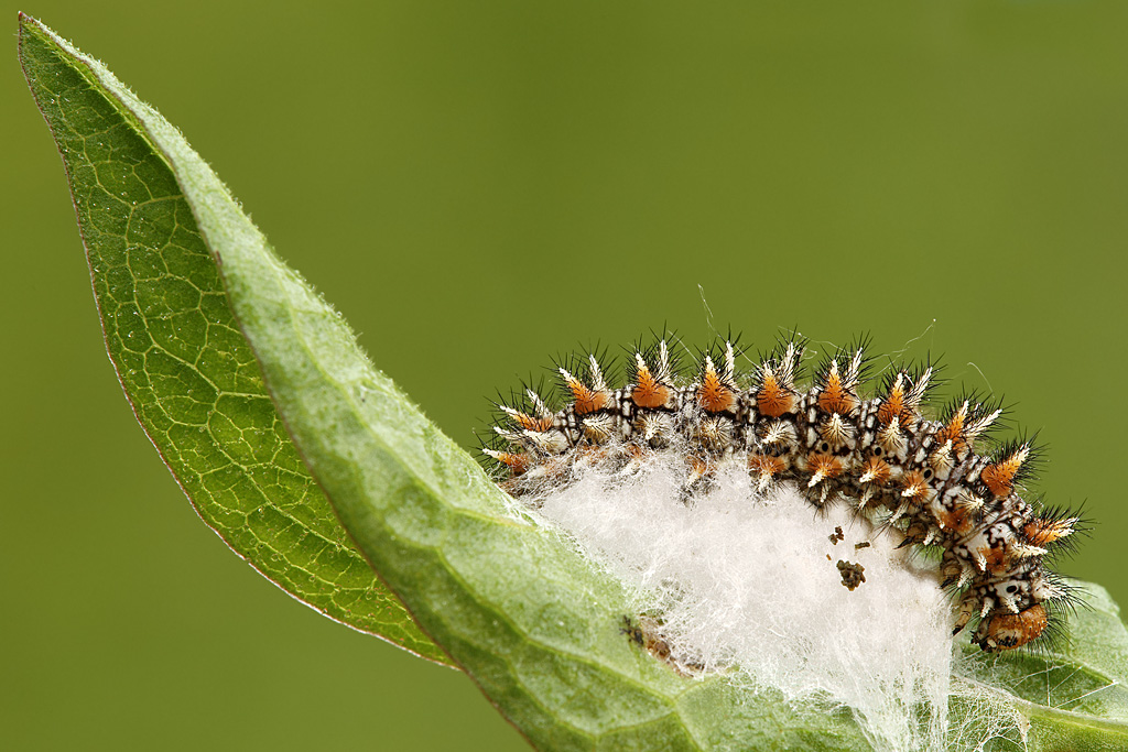 Bruco di Melitea....