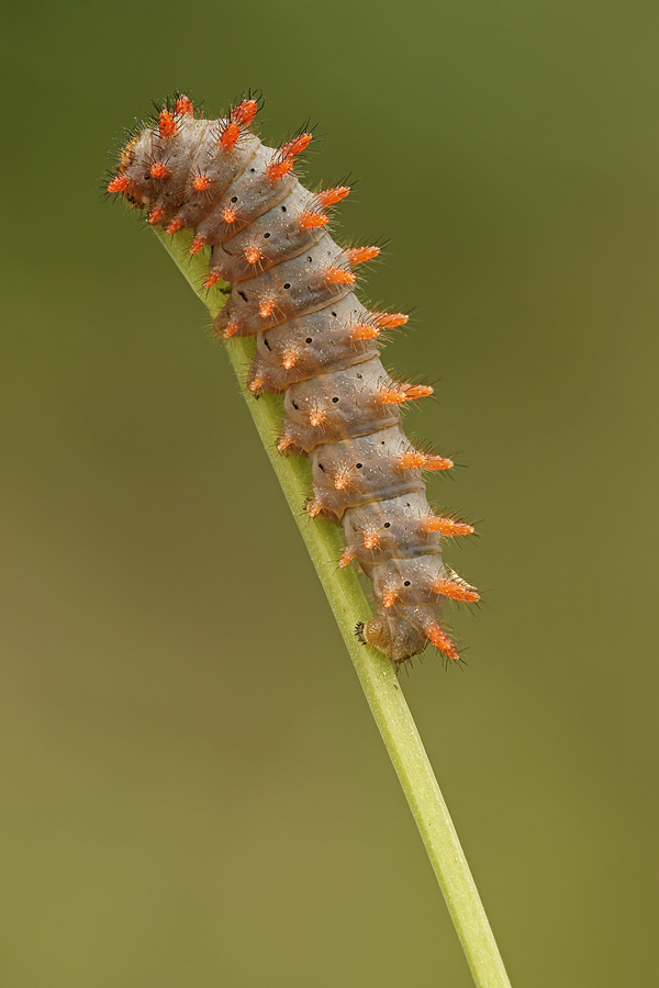 La Zerynthia ha mangiato la foglia...e tutto il posatoio, e forse si � mossa...