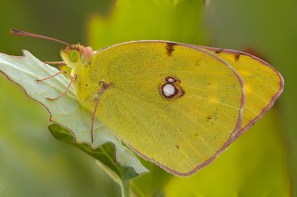 Colias...ambientata