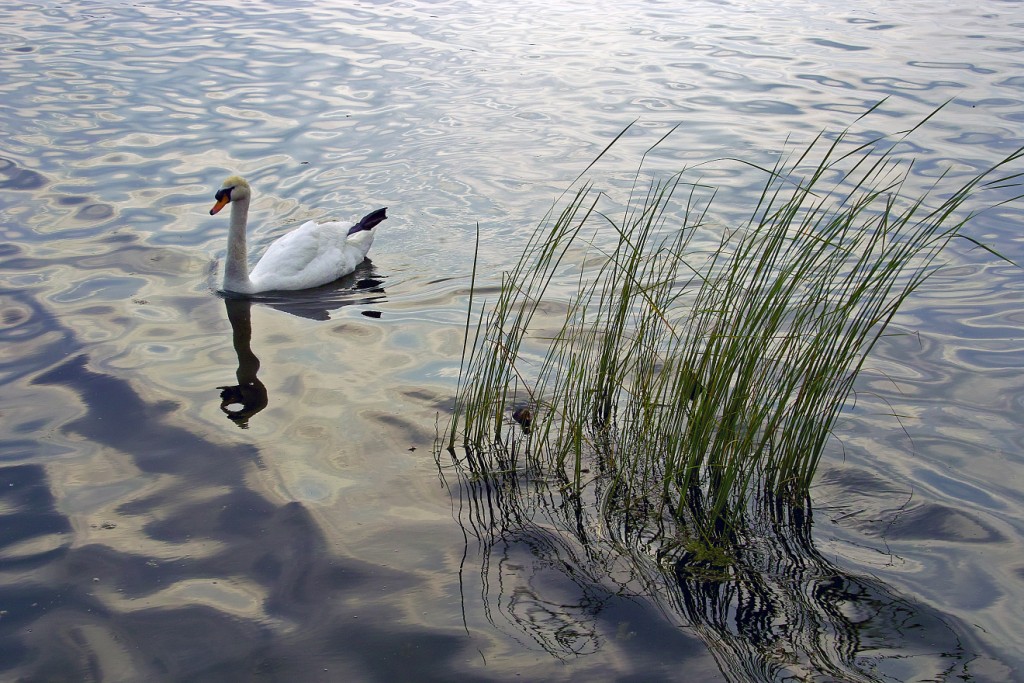 il cigno di schiranna