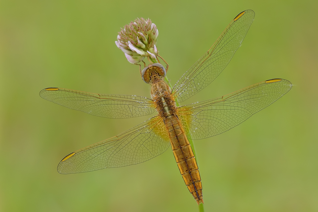 Crocothemis erythraea