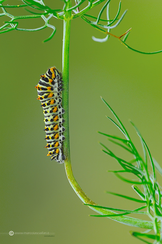 Papilio machaon (Linnaeus, 1758)