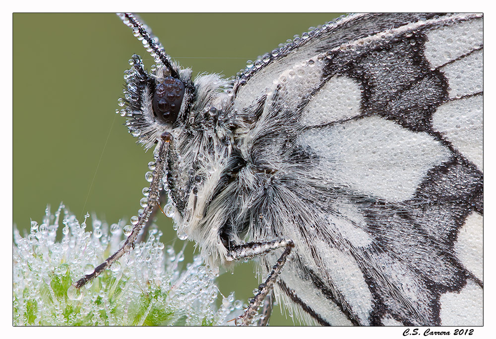 Melanargia Galathea