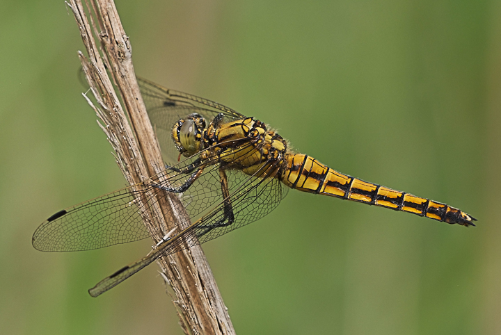 Orthetrum cancellatum