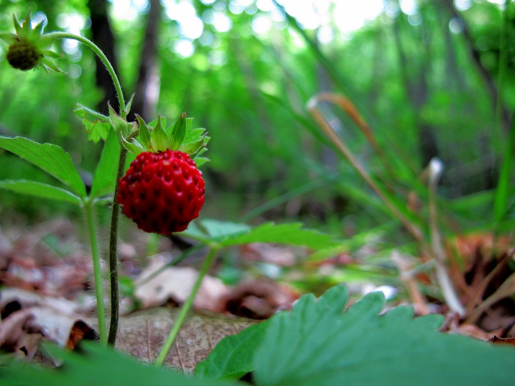 Fragolina di bosco