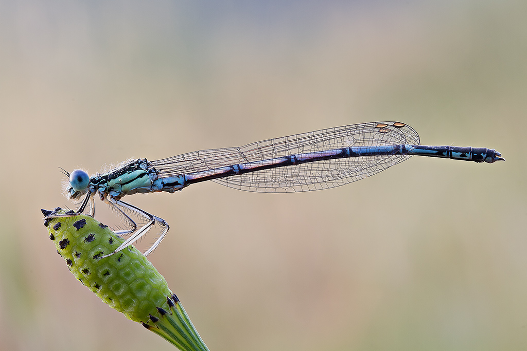 Occhioni blu in versione close _up
