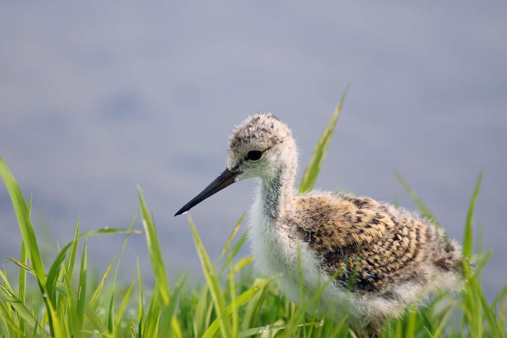 Pulcino di Cavaliere d'Italia