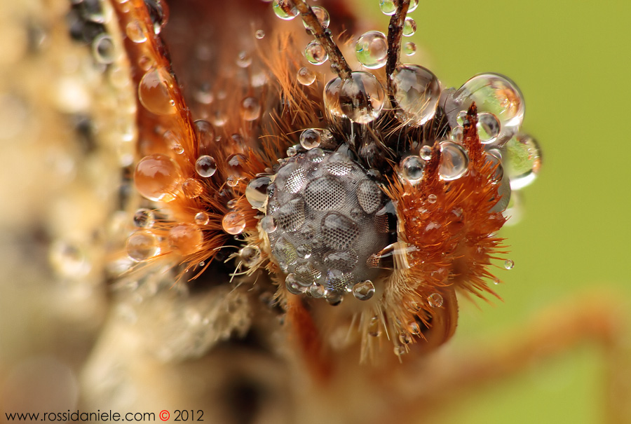 Million Bubble Portrait
