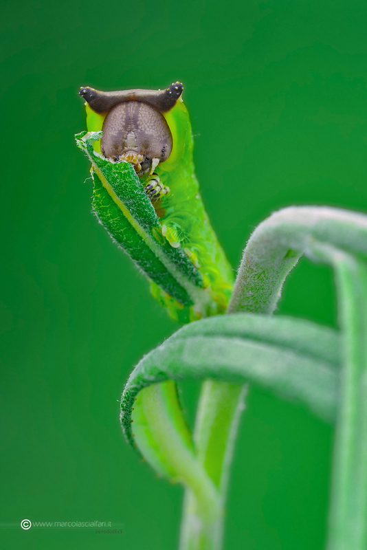 Cerura vinula (Linnaeus, 1758)