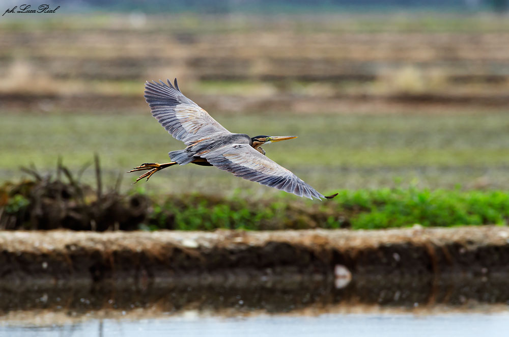 Airone rosso - Red heron