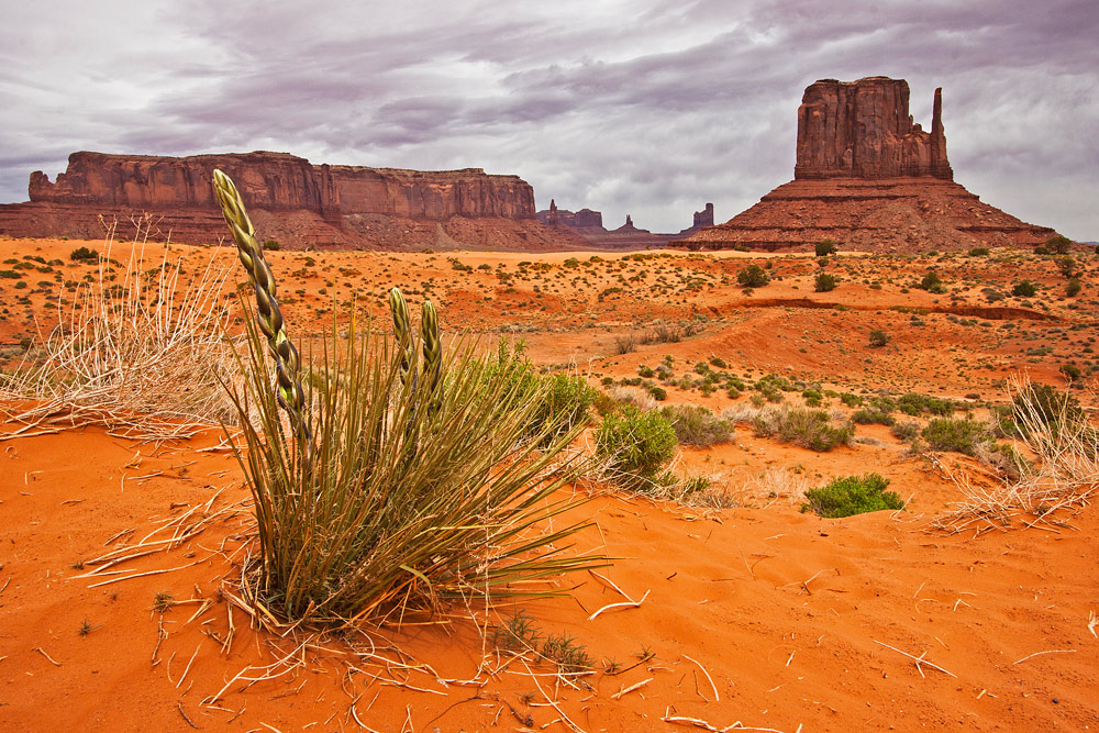 Desert in bloom