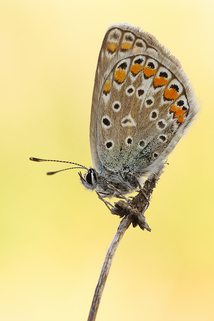 Polyommatus sp
