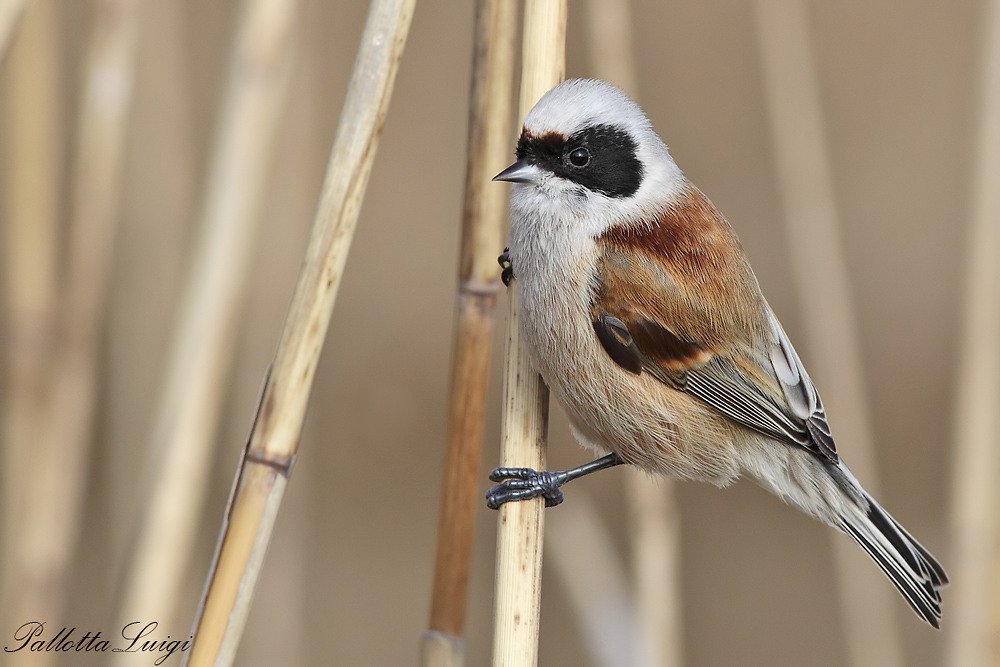 Pendolino(Remiz pendulinus)