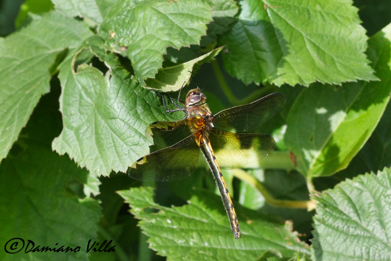 Oxigastra curtisii female