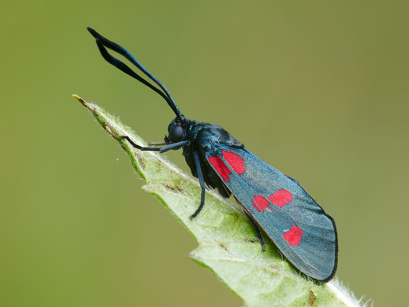 zygaena