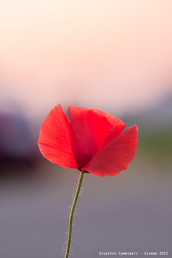 Mi illumino d'immenso.