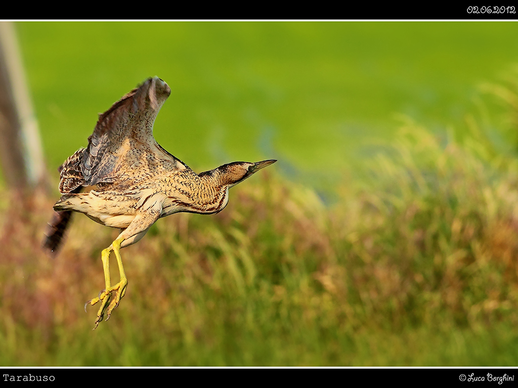Tarabuso # 2