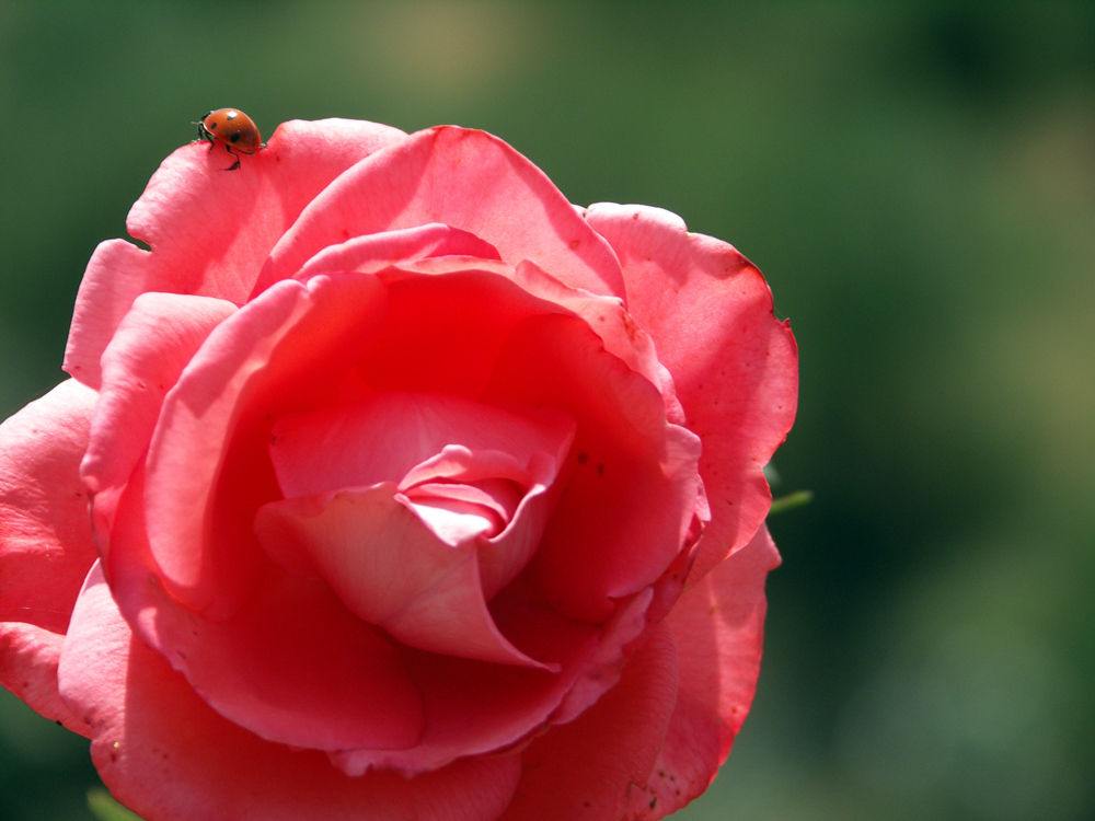 la coccinella e la rosa