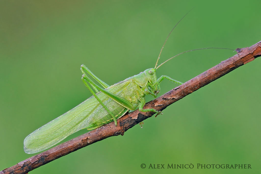 Tettigonia viridissima
