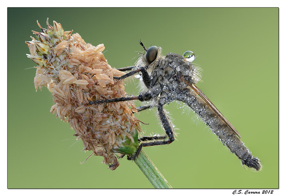 Neomochtherus geniculatus