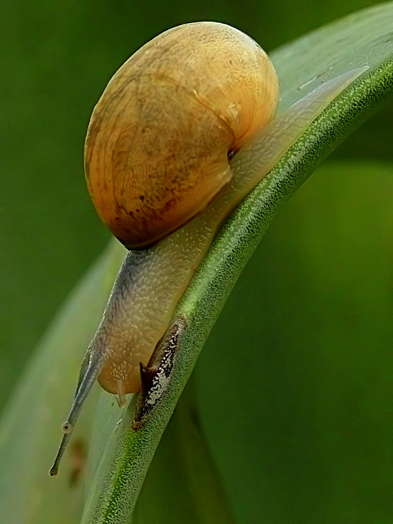 *** A rotta di collo ***