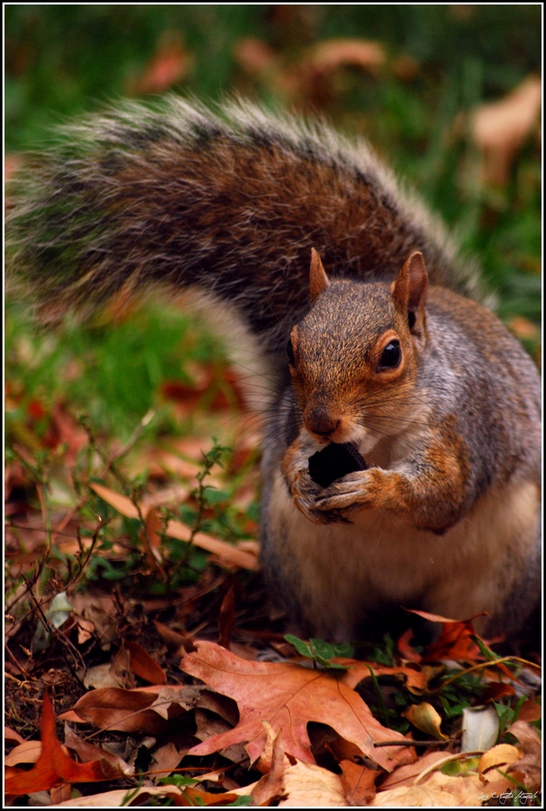American Squirrel