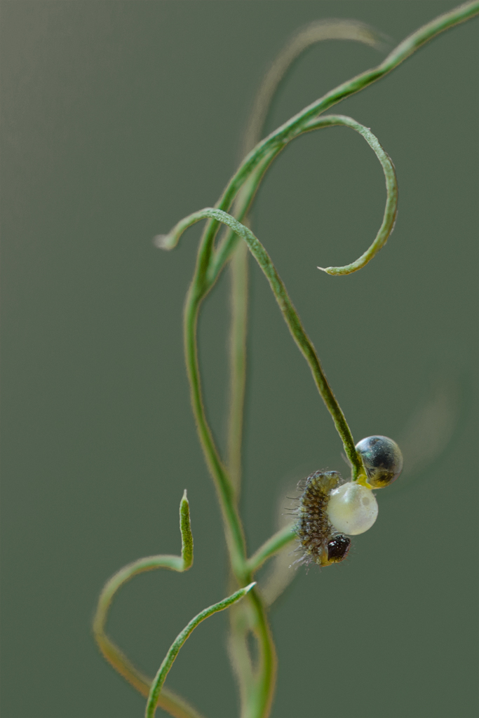 Nascita di un bruco ... di Macaone