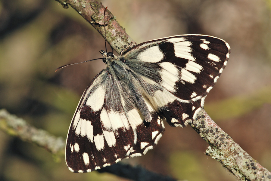 Melanargia galathea