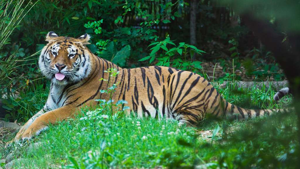 La lingua della tigre