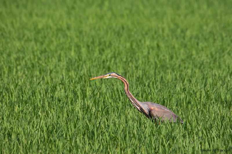Airone rosso - Ardea purpurea