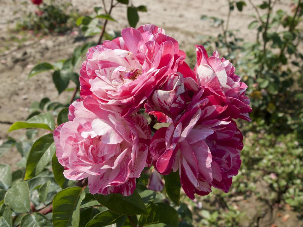 rosa striata
