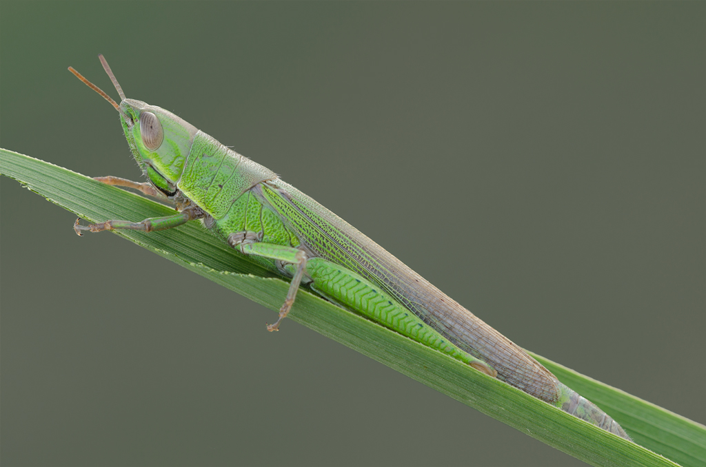 Pyrgomorpha conica (Pyrgomorphidae)