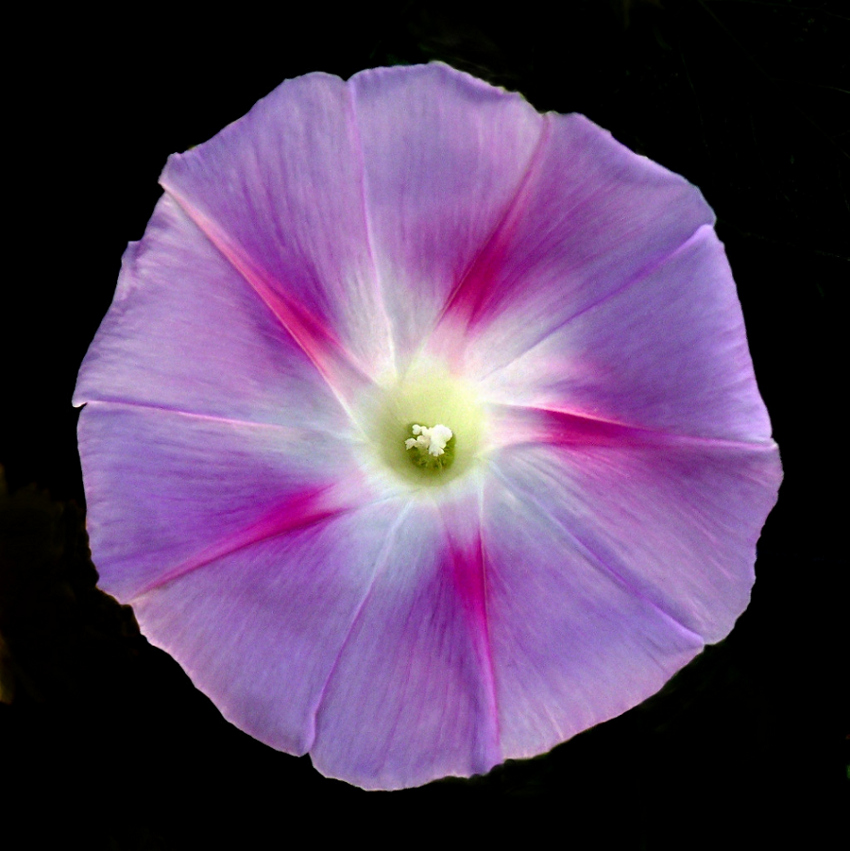 *** Sfumature stellari ***