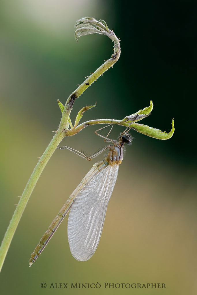 Calopteryx splendens