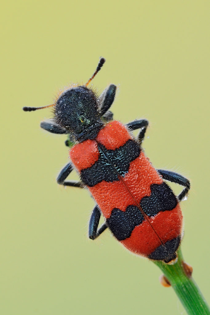 Trichodes apiarius