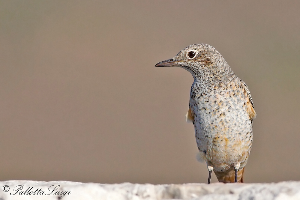 Codirossone (Monticola saxatilis)
