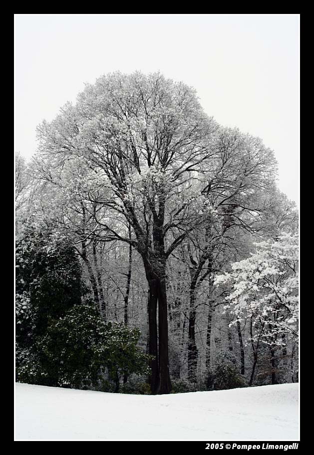 al parco dopo una nevicata 4 (il corpo umano)