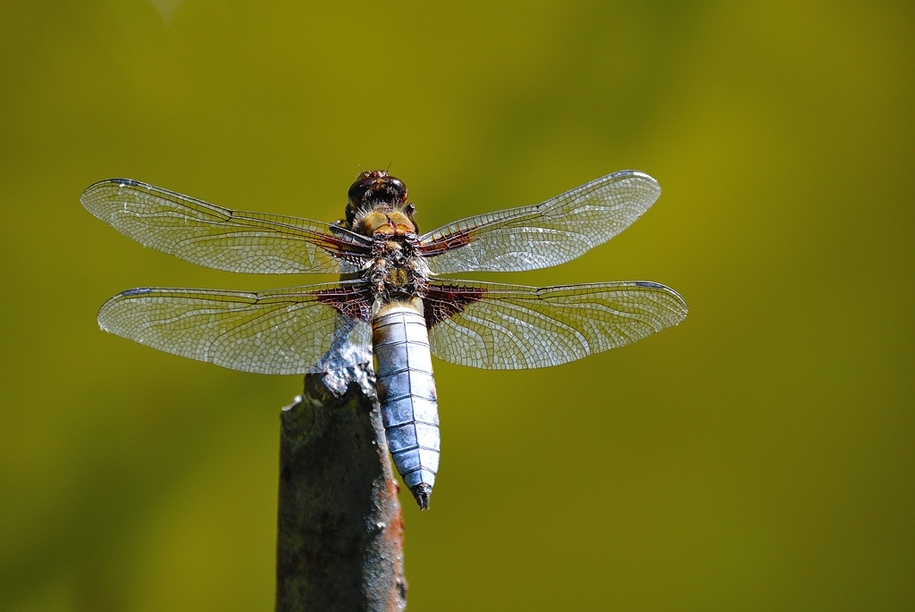 Libellula Depressa