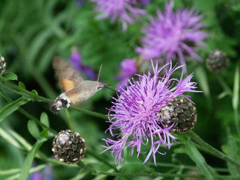 colto al volo!!!!!!!