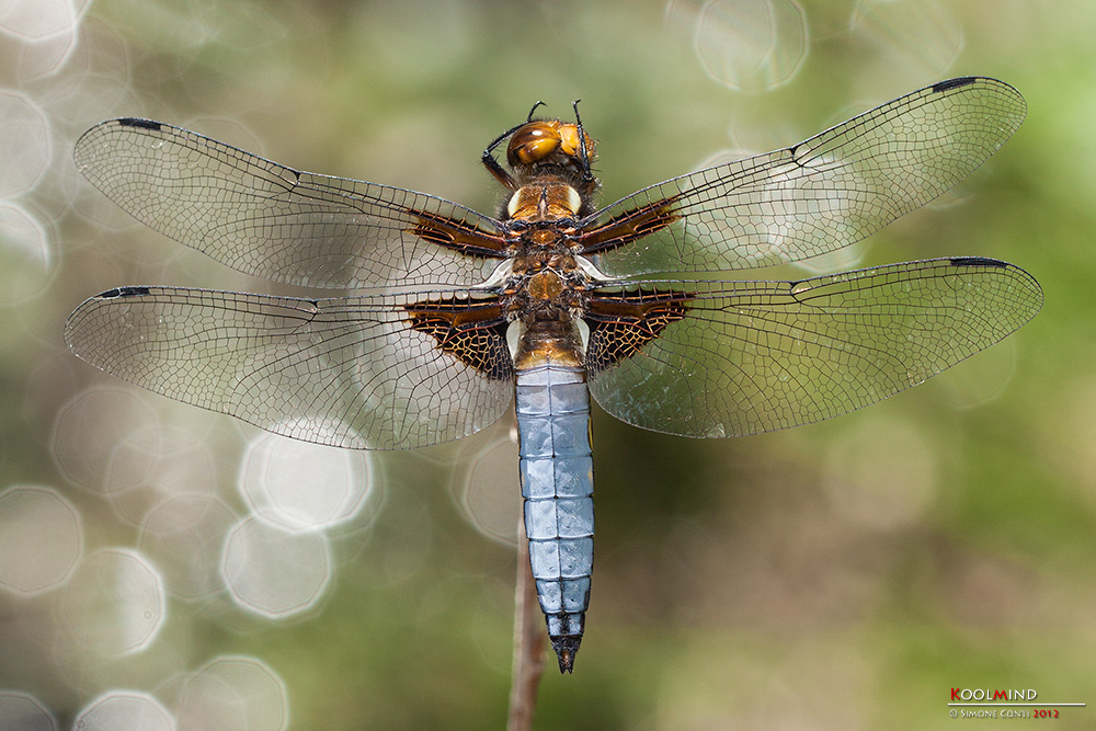 Orthetrum Coerulescens