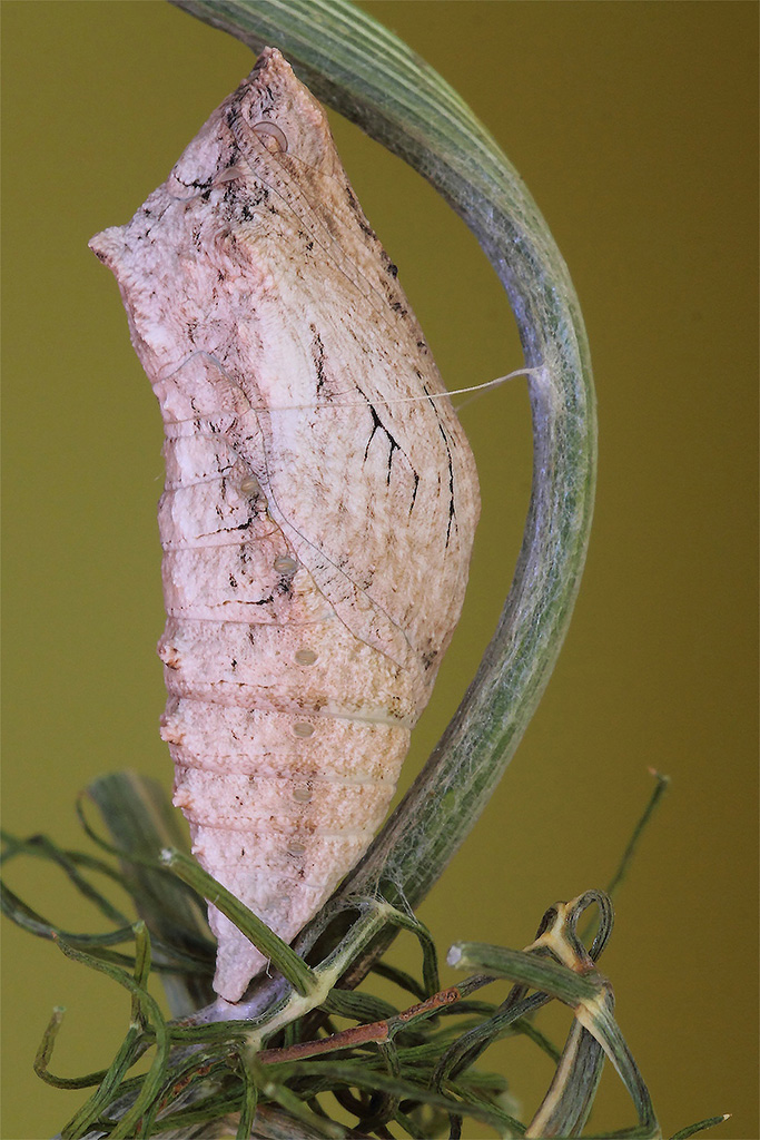 Dedicata a Max (aieie_brazov)