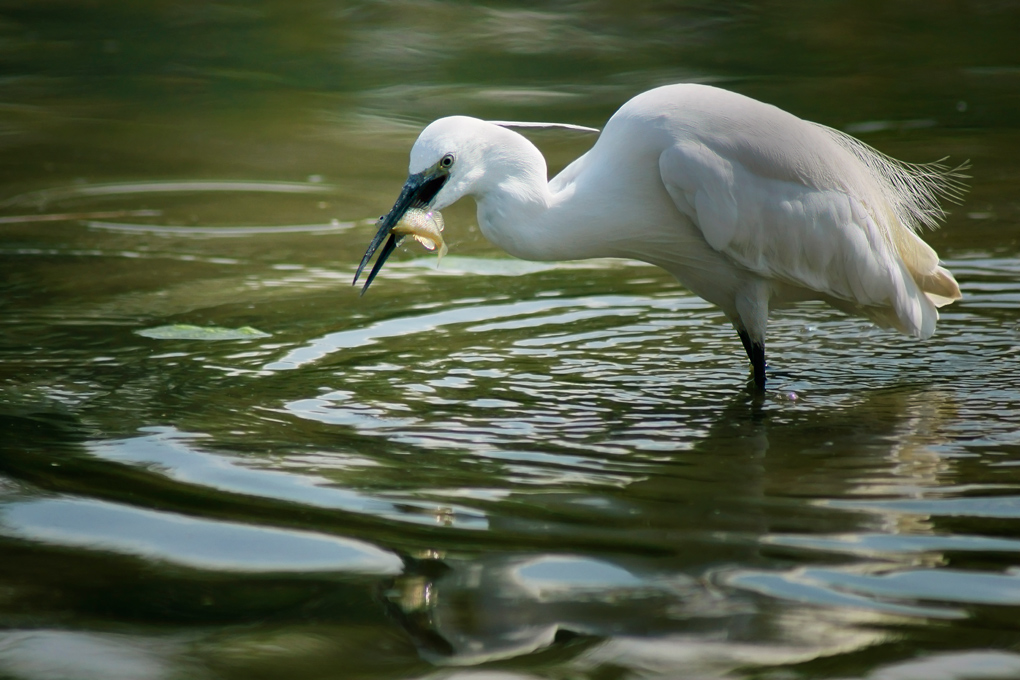 Garzetta con pesciolino 2