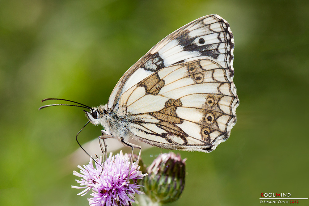 Melanargia s�, ma di cognome?