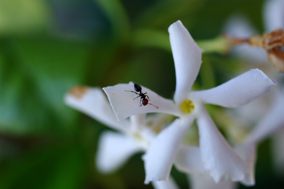 La formica solitaria