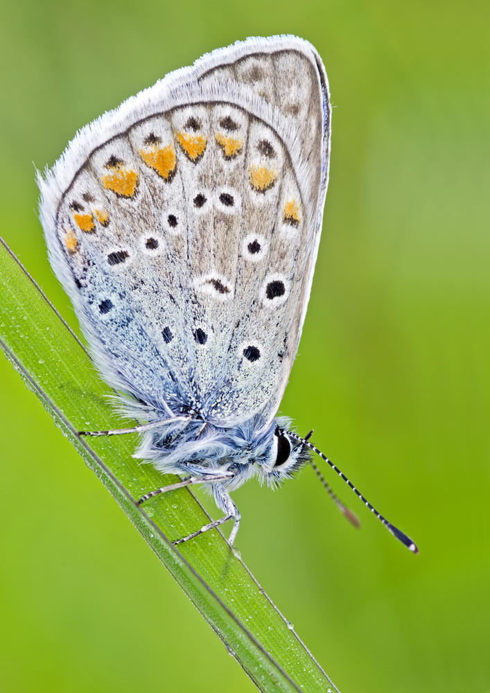 Polyommatus Icarus