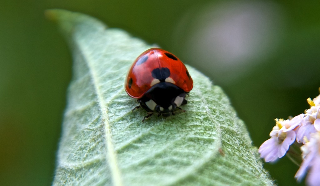 Musetto di Coccinella