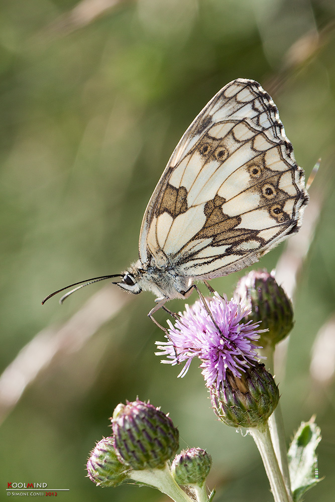 Melanargia Galathea (decentrata e verticale)