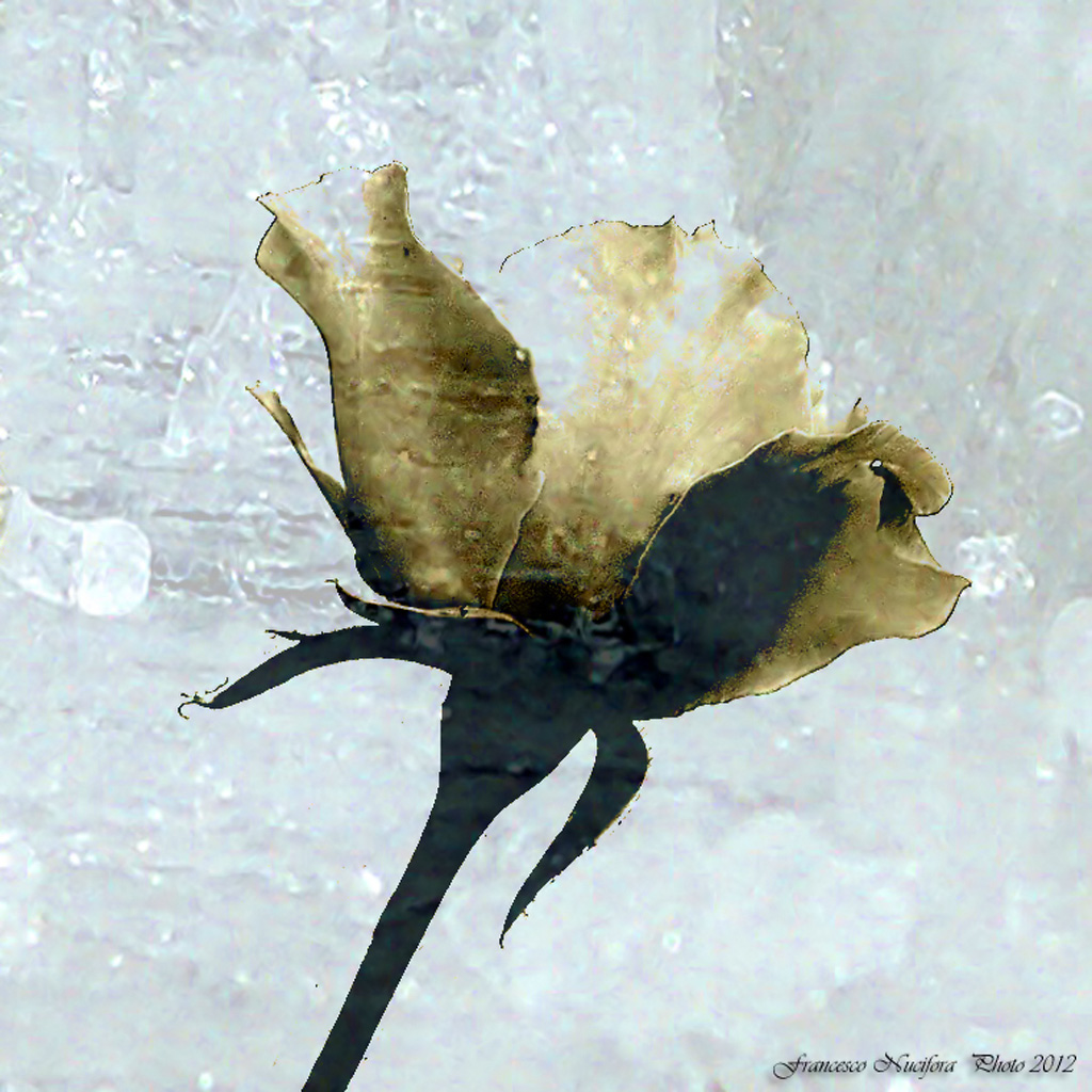 Intrappolata nel ghiaccio