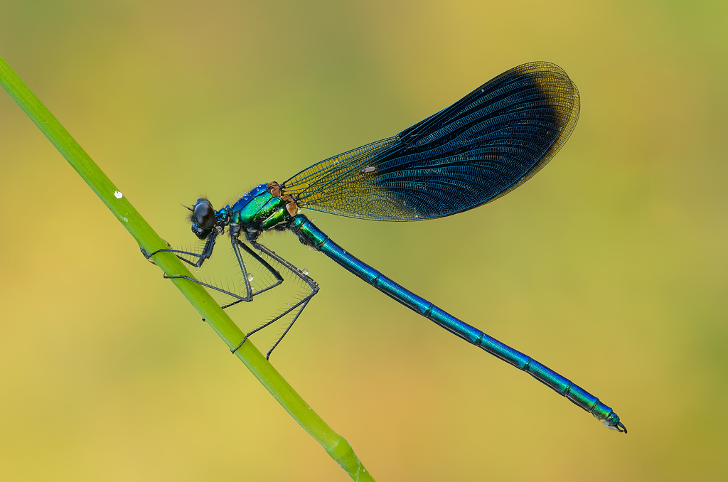 Calopteryx con ospite...